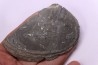LAEVAPTYCHUS LATUS - Kimmeridgian - "argiles de Chatillon" Fmt - Audresselles, Boulonnais, FRANCE