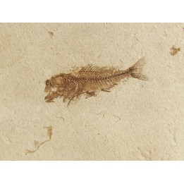 fossil fish SERRANUS  budensis (Henkel, 1856) 