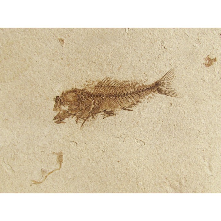 fossil fish SERRANUS  budensis (Henkel, 1856) 