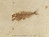 fossil fish SERRANUS  budensis (Henkel, 1856) 