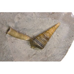 Metacerithium trimonile (Michelin, 1838)  - Albien moyen - carriere Courcelles,  Villemoyenne, Aube, FRANCE