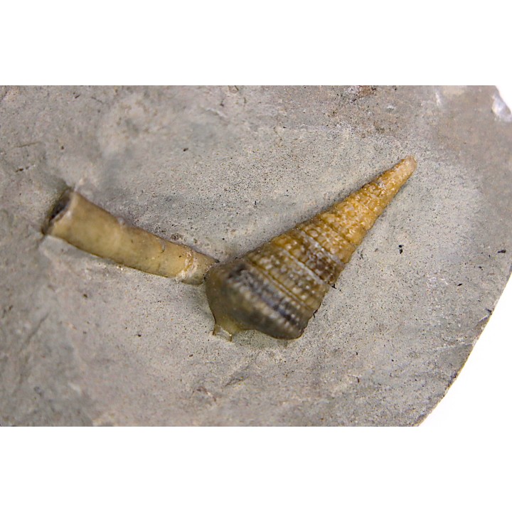 Metacerithium trimonile (Michelin, 1838)  - Albien moyen - carriere Courcelles,  Villemoyenne, Aube, FRANCE