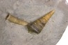 Metacerithium trimonile (Michelin, 1838)   - Middle Albian - Courcelles quarry,  Villemoyenne, Aube, FRANCE