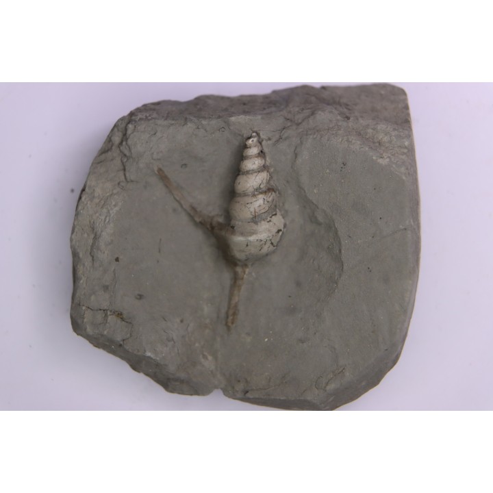 Perissoptera marginata (J. de C. Sowerby, 1836) - Albien moyen - carriere Courcelles,  Villemoyenne, Aube, FRANCE