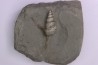 Perissoptera marginata (J. de C. Sowerby, 1836) - Middle Albian - Courcelles quarry,  Villemoyenne, Aube, FRANCE