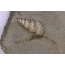 Perissoptera marginata (J. de C. Sowerby, 1836) - Middle Albian - Courcelles quarry,  Villemoyenne, Aube, FRANCE