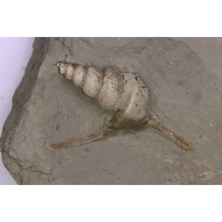 Perissoptera marginata (J. de C. Sowerby, 1836) - Middle Albian - Courcelles quarry,  Villemoyenne, Aube, FRANCE