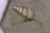 Perissoptera marginata (J. de C. Sowerby, 1836) - Albien moyen - carriere Courcelles,  Villemoyenne, Aube, FRANCE