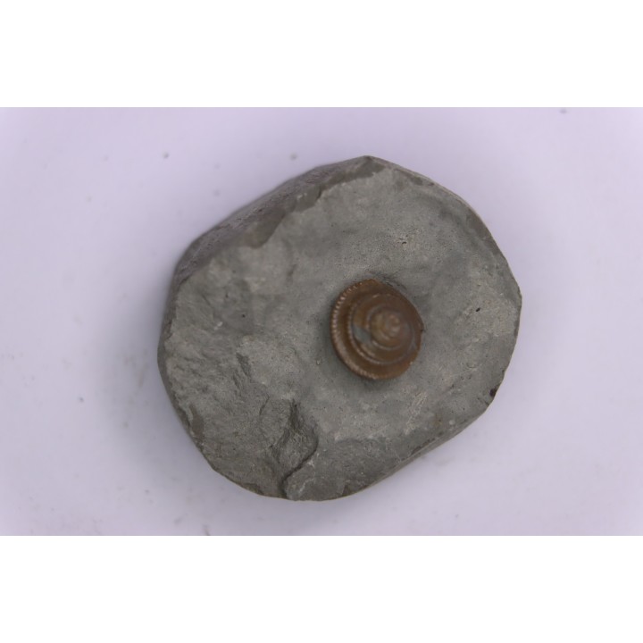 Semisolarium moniliferum (Michelin)  - Albien moyen - carriere Courcelles,  Villemoyenne, Aube, FRANCE