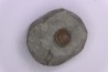 Semisolarium moniliferum (Michelin) - Albien moyen - carriere Courcelles, Villemoyenne, Aube, FRANCE