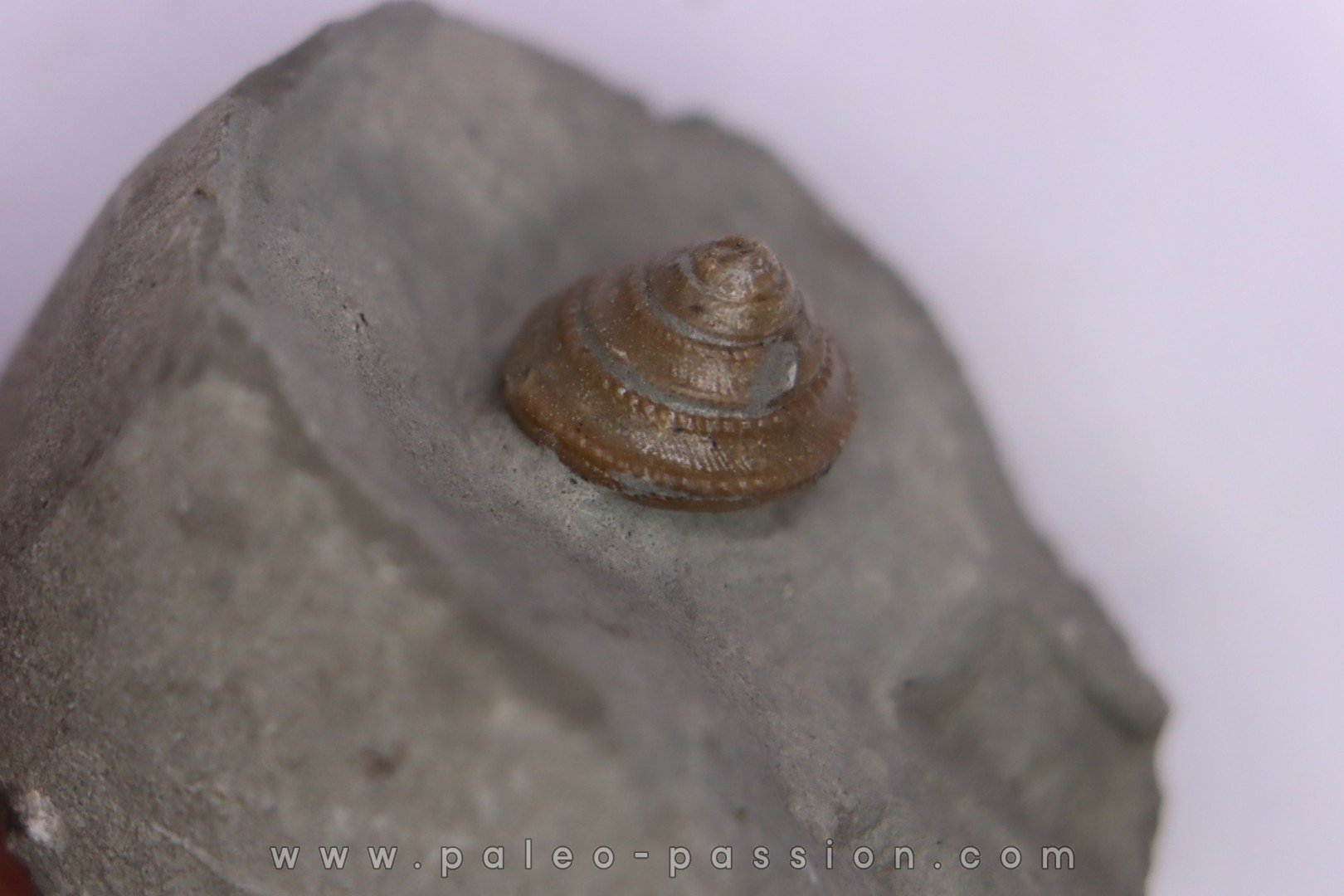 Semisolarium moniliferum (Michelin) - Albien moyen - carriere Courcelles, Villemoyenne, Aube, FRANCE