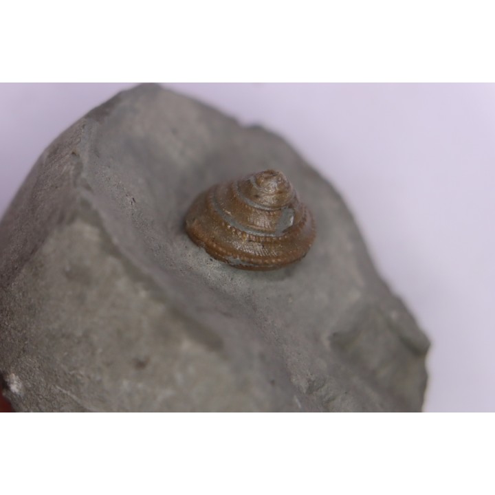 Semisolarium moniliferum (Michelin)  - Albien moyen - carriere Courcelles,  Villemoyenne, Aube, FRANCE