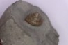 Semisolarium moniliferum (Michelin) - Albien moyen - carriere Courcelles, Villemoyenne, Aube, FRANCE