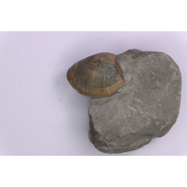 Cardita constanti  (D’Orbigny)    - Middle Albian - Courcelles quarry,  Villemoyenne, Aube, FRANCE
