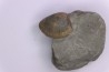 Cardita constanti  (D’Orbigny)    - Middle Albian - Courcelles quarry,  Villemoyenne, Aube, FRANCE