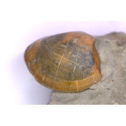 Cardita constanti  (D’Orbigny)    - Middle Albian - Courcelles quarry,  Villemoyenne, Aube, FRANCE