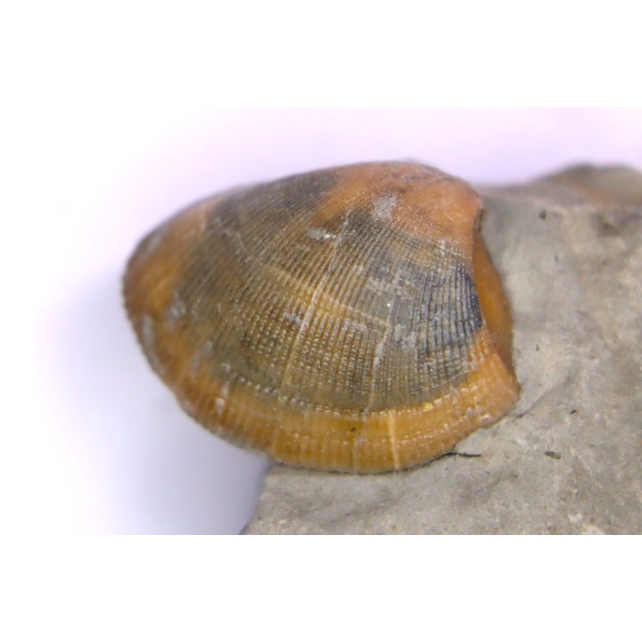 Cardita constanti  (D’Orbigny)  - Albien moyen - carriere Courcelles,  Villemoyenne, Aube, FRANCE