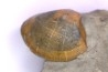 Cardita constanti  (D’Orbigny)  - Albien moyen - carriere Courcelles,  Villemoyenne, Aube, FRANCE