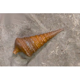 Metacerithium trimonile (Michelin, 1838)  - Albien moyen - carriere Courcelles,  Villemoyenne, Aube, FRANCE
