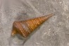 Metacerithium trimonile (Michelin, 1838)   - Middle Albian - Courcelles quarry,  Villemoyenne, Aube, FRANCE