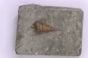 Metacerithium trimonile (Michelin, 1838)   - Middle Albian - Courcelles quarry,  Villemoyenne, Aube, FRANCE