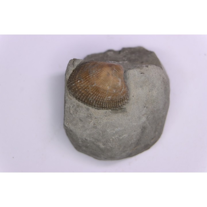 Cardita constanti  (D’Orbigny)  - Albien moyen - carriere Courcelles,  Villemoyenne, Aube, FRANCE