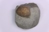 Cardita constanti  (D’Orbigny)    - Middle Albian - Courcelles quarry,  Villemoyenne, Aube, FRANCE