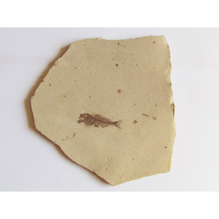 fossil fish SERRANUS  budensis (Henkel, 1856) 