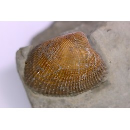 Cardita constanti  (D’Orbigny)    - Middle Albian - Courcelles quarry,  Villemoyenne, Aube, FRANCE