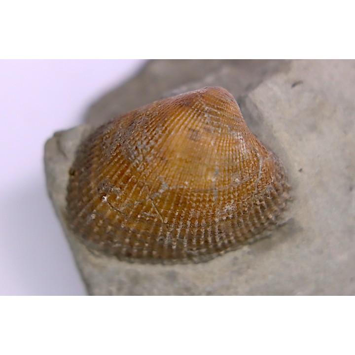 Cardita constanti  (D’Orbigny)    - Middle Albian - Courcelles quarry,  Villemoyenne, Aube, FRANCE