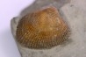 Cardita constanti  (D’Orbigny)    - Middle Albian - Courcelles quarry,  Villemoyenne, Aube, FRANCE