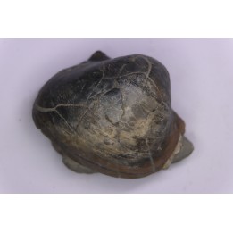 Epicyprina  ervyensis  (Leymerie)  - Albien moyen - carriere Courcelles,  Villemoyenne, Aube, FRANCE