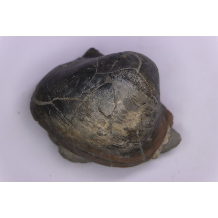 Epicyprina  ervyensis  (Leymerie)  - Middle Albian - Courcelles quarry,  Villemoyenne, Aube, FRANCE