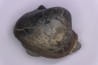 Epicyprina  ervyensis  (Leymerie)  - Middle Albian - Courcelles quarry,  Villemoyenne, Aube, FRANCE
