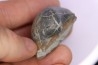 Epicyprina  ervyensis  (Leymerie)  - Middle Albian - Courcelles quarry,  Villemoyenne, Aube, FRANCE