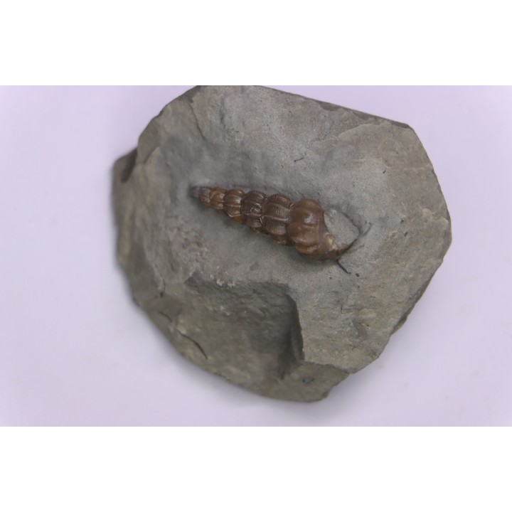 Claviscala  clementina (D’Orbigny) - Albien moyen - carriere Courcelles,  Villemoyenne, Aube, FRANCE