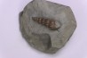 Claviscala clementina (D’Orbigny) - Albien moyen - carriere Courcelles, Villemoyenne, Aube, FRANCE