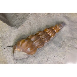 Claviscala  clementina (D’Orbigny)   - Middle Albian - Courcelles quarry,  Villemoyenne, Aube, FRANCE