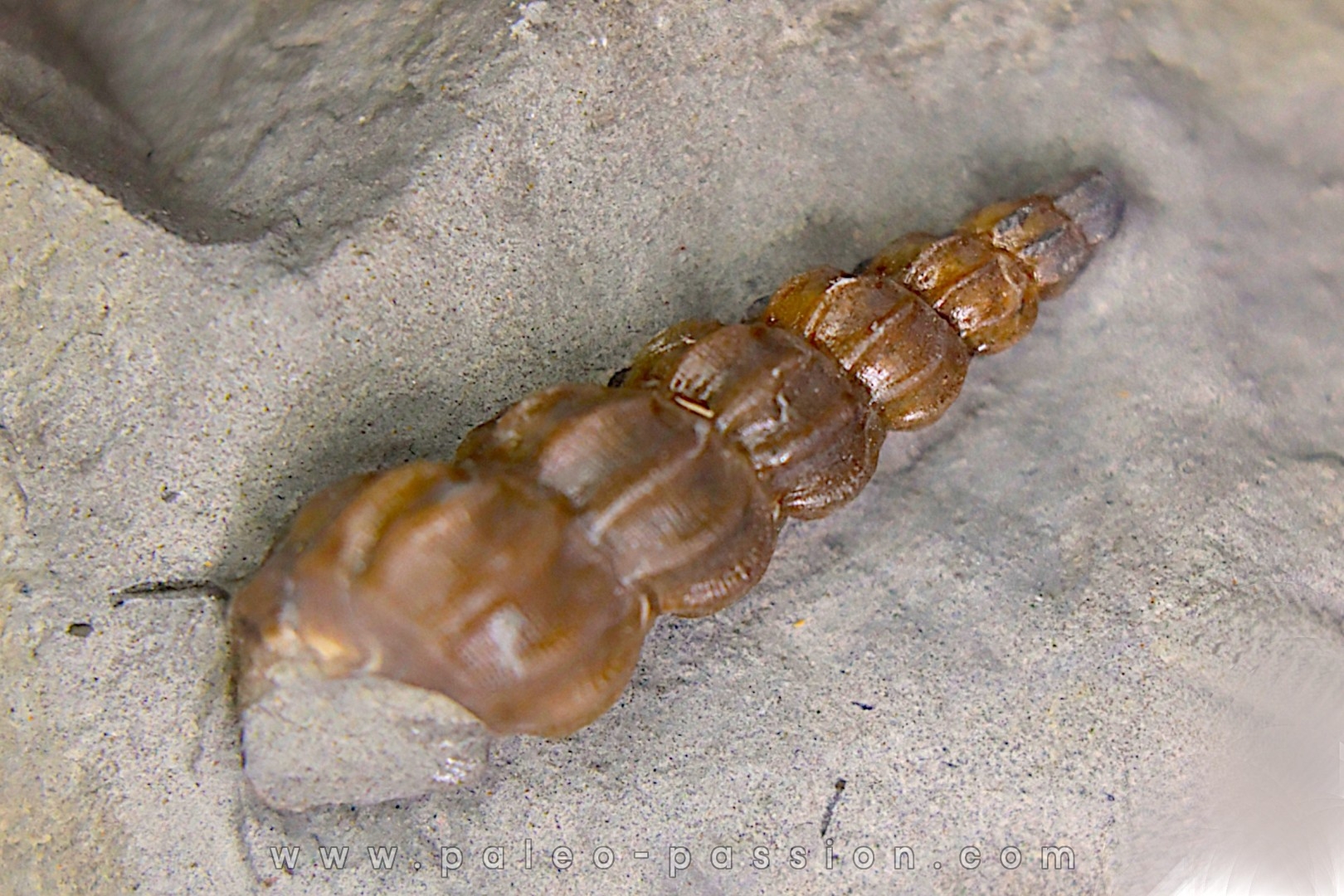 Claviscala clementina (D’Orbigny) - Albien moyen - carriere Courcelles, Villemoyenne, Aube, FRANCE