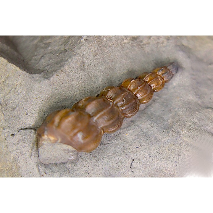 Claviscala  clementina (D’Orbigny) - Albien moyen - carriere Courcelles,  Villemoyenne, Aube, FRANCE