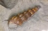 Claviscala  clementina (D’Orbigny)   - Middle Albian - Courcelles quarry,  Villemoyenne, Aube, FRANCE