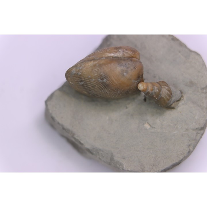Cardita constanti  (D’Orbigny)    - Middle Albian - Courcelles quarry,  Villemoyenne, Aube, FRANCE