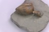 Cardita constanti  (D’Orbigny)    - Middle Albian - Courcelles quarry,  Villemoyenne, Aube, FRANCE