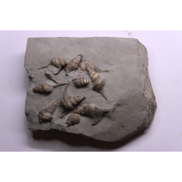 10 Perissoptera marginata (J. de C. Sowerby, 1836) - Albien moyen - carriere Courcelles,  Villemoyenne, Aube, FRANCE