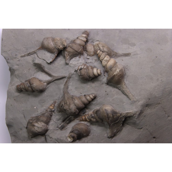Perissoptera marginata (J. de C. Sowerby, 1836) - Middle Albian - Courcelles quarry,  Villemoyenne, Aube, FRANCE