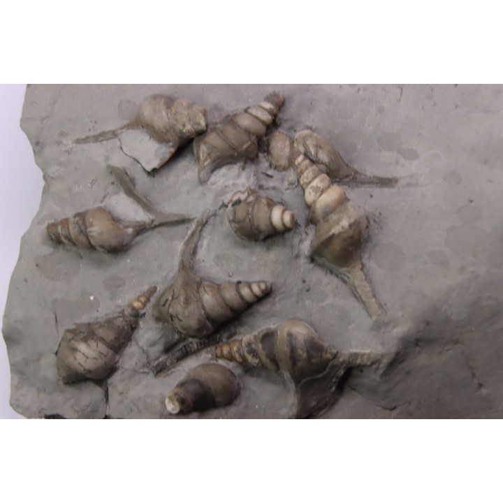 Perissoptera marginata (J. de C. Sowerby, 1836) - Middle Albian - Courcelles quarry,  Villemoyenne, Aube, FRANCE