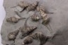 10 Perissoptera marginata (J. de C. Sowerby, 1836) - Albien moyen - carriere Courcelles,  Villemoyenne, Aube, FRANCE