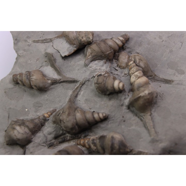 Perissoptera marginata (J. de C. Sowerby, 1836) - Middle Albian - Courcelles quarry,  Villemoyenne, Aube, FRANCE