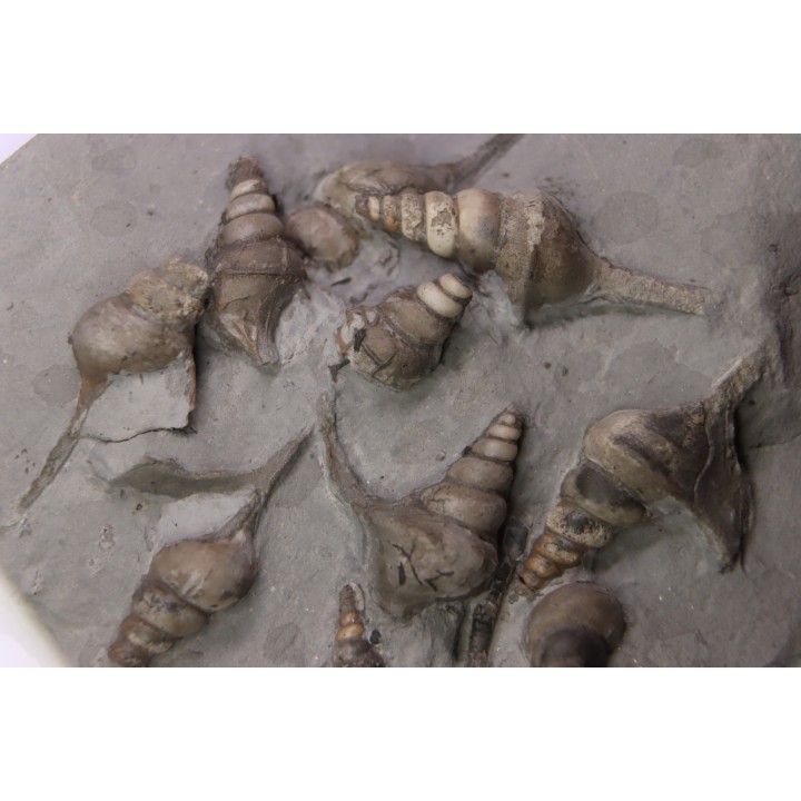 10 Perissoptera marginata (J. de C. Sowerby, 1836) - Albien moyen - carriere Courcelles,  Villemoyenne, Aube, FRANCE