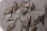 10 Perissoptera marginata (J. de C. Sowerby, 1836) - Albien moyen - carriere Courcelles,  Villemoyenne, Aube, FRANCE